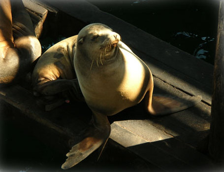 SeaLion