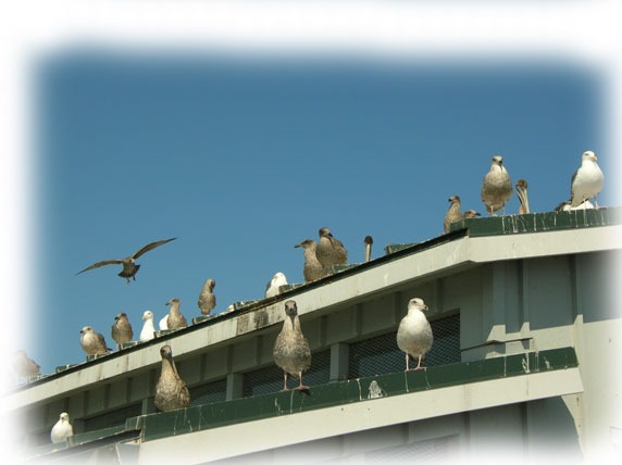 Seagulls on the roof